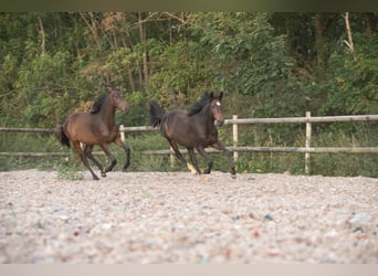 AES, Merrie, 2 Jaar, 148 cm, Donkerbruin