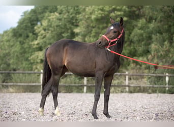 AES, Merrie, 2 Jaar, 148 cm, Donkerbruin