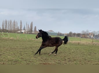 AES, Merrie, 2 Jaar, 148 cm, Donkerbruin