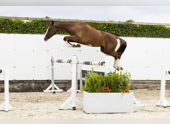 AES, Merrie, 2 Jaar, 150 cm, Vos