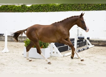 AES, Merrie, 2 Jaar, 150 cm, Vos