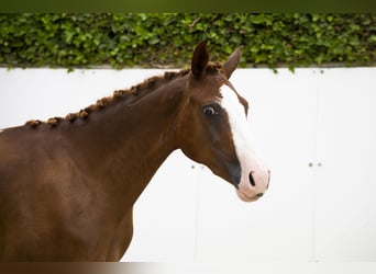 AES, Merrie, 2 Jaar, 150 cm, Vos
