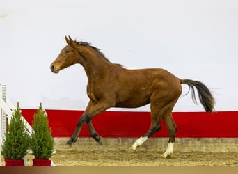 AES, Merrie, 2 Jaar, 151 cm, Bruin