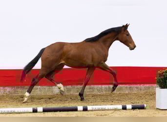 AES, Merrie, 2 Jaar, 155 cm, Bruin