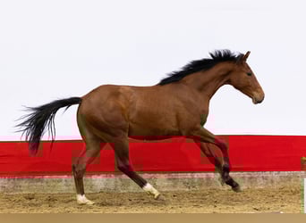 AES, Merrie, 2 Jaar, 155 cm, Bruin