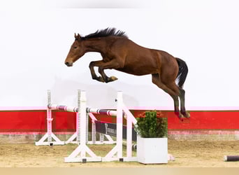 AES, Merrie, 2 Jaar, 155 cm