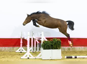 AES, Merrie, 2 Jaar, 155 cm