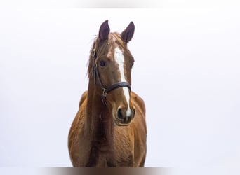 AES, Merrie, 2 Jaar, 155 cm, Vos