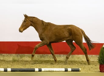 AES, Merrie, 2 Jaar, 155 cm, Vos