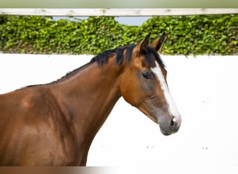 AES, Merrie, 2 Jaar, 159 cm, Bruin