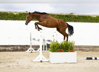 AES, Merrie, 2 Jaar, 159 cm, Bruin