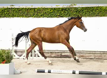 AES, Merrie, 2 Jaar, 159 cm, Bruin