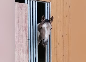 AES, Merrie, 2 Jaar, 160 cm, Buckskin