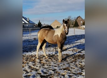 AES, Merrie, 2 Jaar, 160 cm, Buckskin