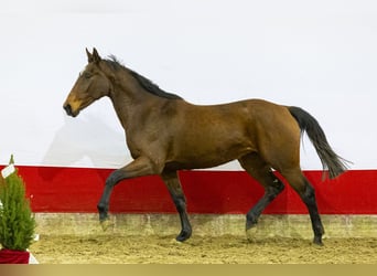 AES, Merrie, 2 Jaar, 161 cm, Bruin
