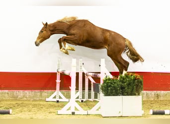 AES, Merrie, 2 Jaar, 161 cm