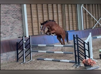 AES, Merrie, 2 Jaar, 162 cm, Bruin