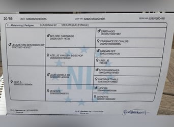 AES, Merrie, 2 Jaar, 162 cm, Bruin