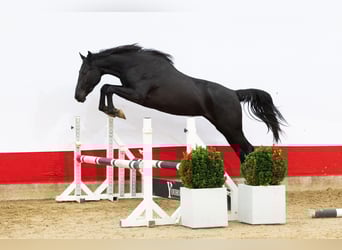 AES, Merrie, 2 Jaar, 165 cm, Donkerbruin