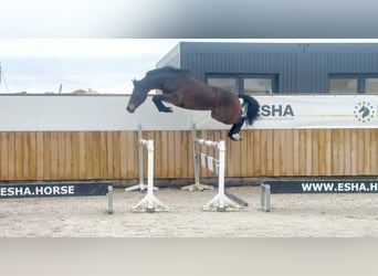 AES, Merrie, 3 Jaar, 100 cm, Bruin