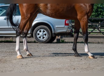 AES, Merrie, 3 Jaar, 160 cm, Bruin