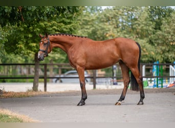 AES, Merrie, 3 Jaar, 162 cm