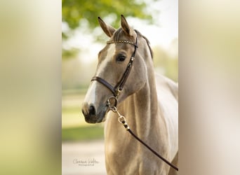 AES, Merrie, 3 Jaar, 165 cm, Buckskin