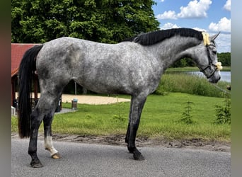 AES, Merrie, 3 Jaar, 165 cm, Schimmel