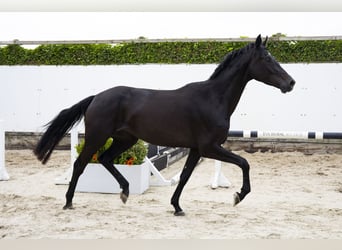 AES, Merrie, 3 Jaar, 167 cm, Zwart