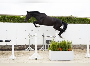 AES, Merrie, 3 Jaar, 167 cm, Zwart