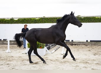 AES, Merrie, 3 Jaar, 167 cm, Zwart