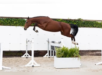 AES, Merrie, 3 Jaar, 170 cm, Bruin