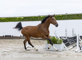 AES, Merrie, 3 Jaar, 171 cm, Bruin