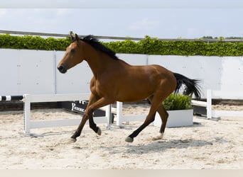 AES, Merrie, 3 Jaar, 172 cm, Bruin