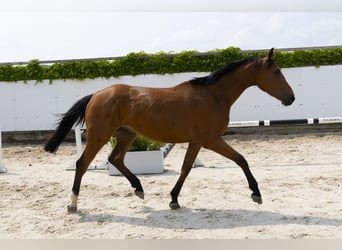 AES, Merrie, 3 Jaar, 172 cm, Bruin