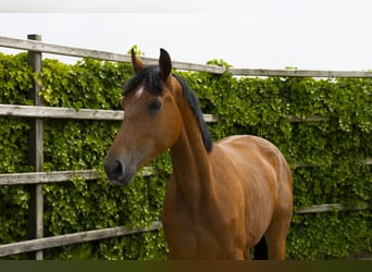 AES, Merrie, 3 Jaar, 172 cm, Bruin
