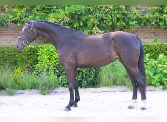 AES, Merrie, 3 Jaar, Zwartbruin