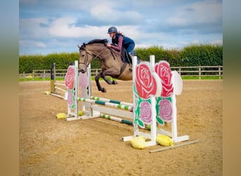 AES, Merrie, 4 Jaar, 158 cm, Falbe