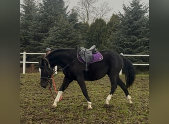 AES, Merrie, 4 Jaar, 160 cm, Zwart