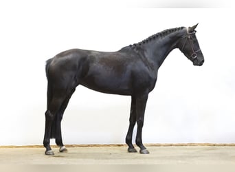 AES, Merrie, 4 Jaar, 163 cm, Donkerbruin