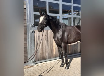 AES, Merrie, 4 Jaar, 164 cm, Zwart