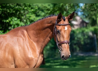 AES, Merrie, 4 Jaar, 165 cm, Bruin