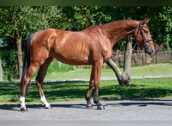AES, Merrie, 4 Jaar, 165 cm, Bruin