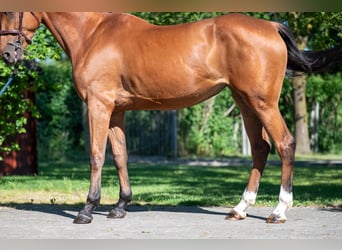 AES, Merrie, 4 Jaar, 165 cm, Bruin