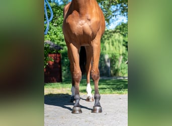 AES, Merrie, 4 Jaar, 165 cm, Bruin