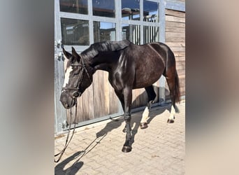 AES, Merrie, 4 Jaar, 165 cm, Zwart