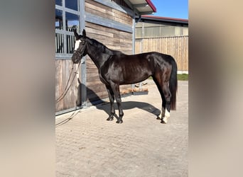 AES, Merrie, 4 Jaar, 165 cm, Zwart