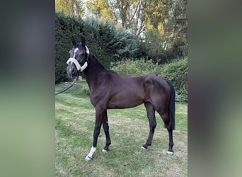 AES, Merrie, 4 Jaar, 165 cm, Zwart