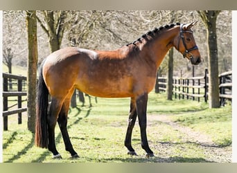 AES, Merrie, 4 Jaar, 166 cm, Bruin