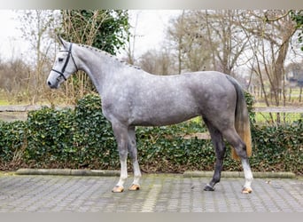 AES, Merrie, 4 Jaar, 166 cm